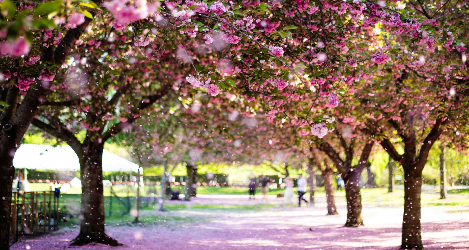 Spring Promotion: $5 Korean Hearty Soup!